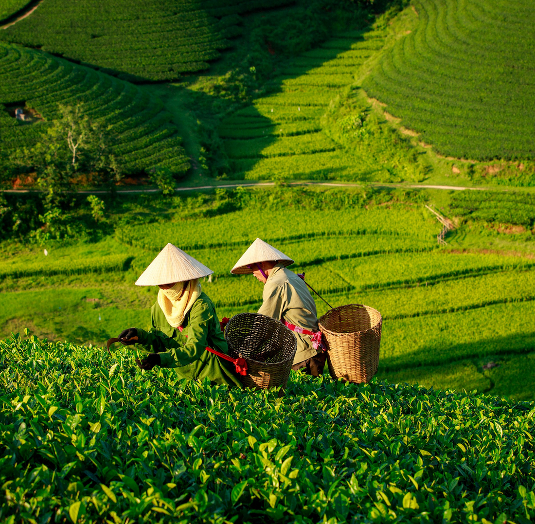 Matcha del Guizhou: dove nasce il verde di un nuovo ritual