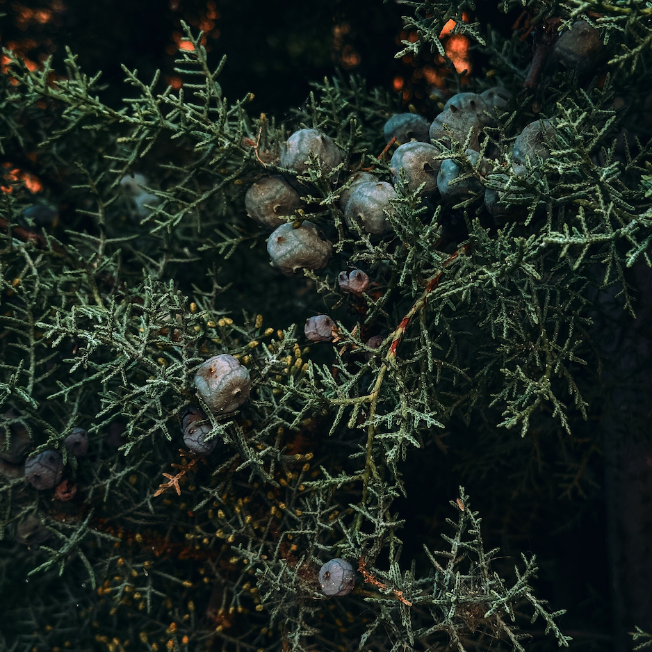 Il ginepro: la botanica che dà identità al gin